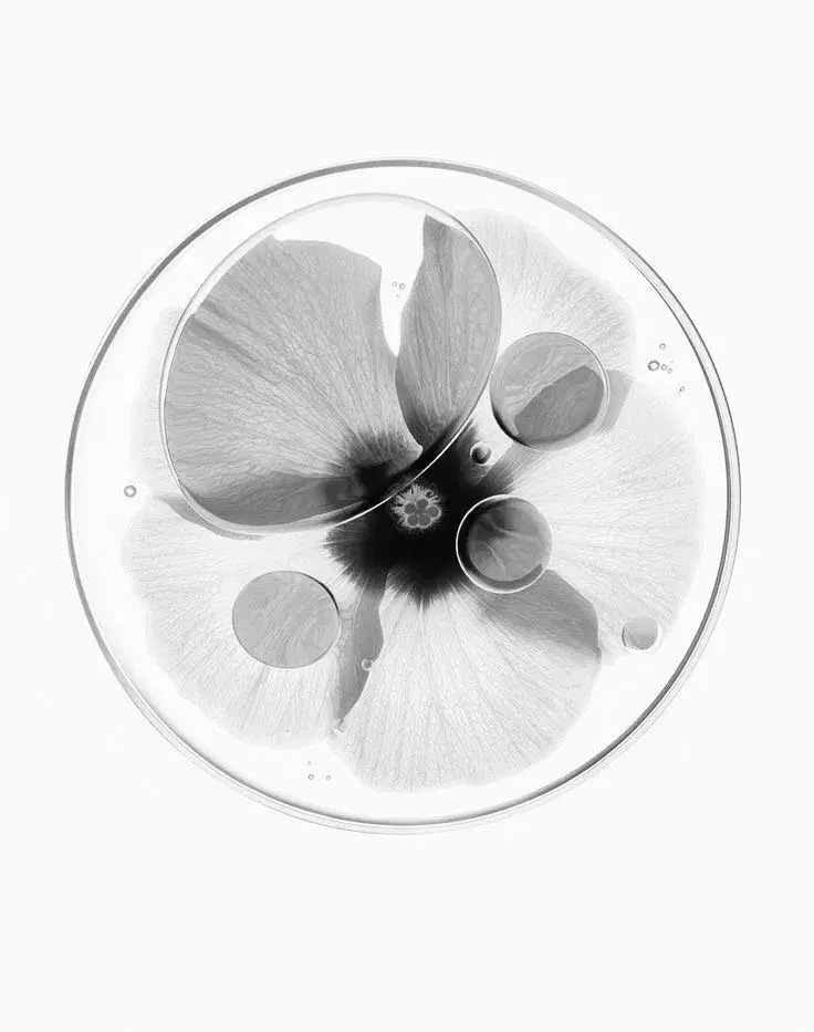 A single flower suspended in a laboratory dish, photographed from above.