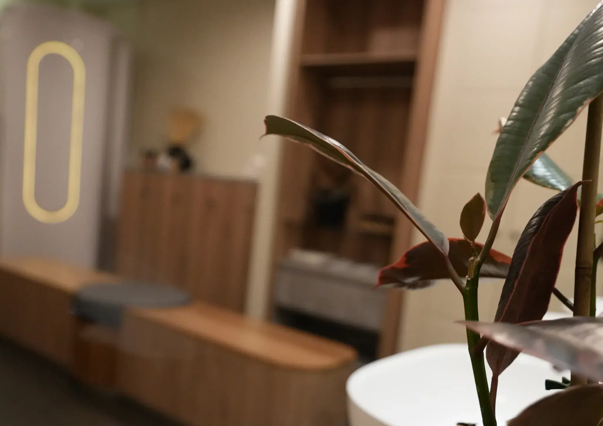 A rubber plant in the foreground of a softly lit treatment room.