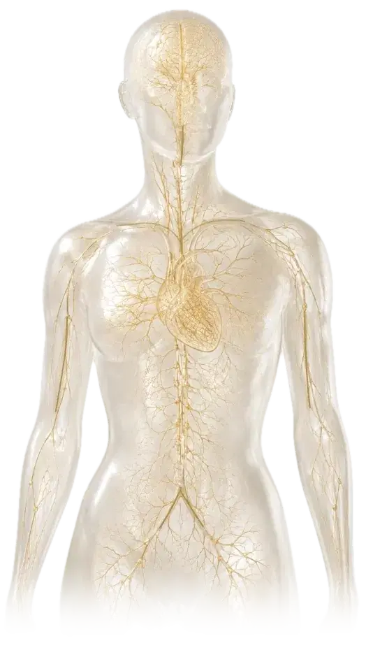 Illustration of a translucent human figure with the heart and nerve network picked out in gold