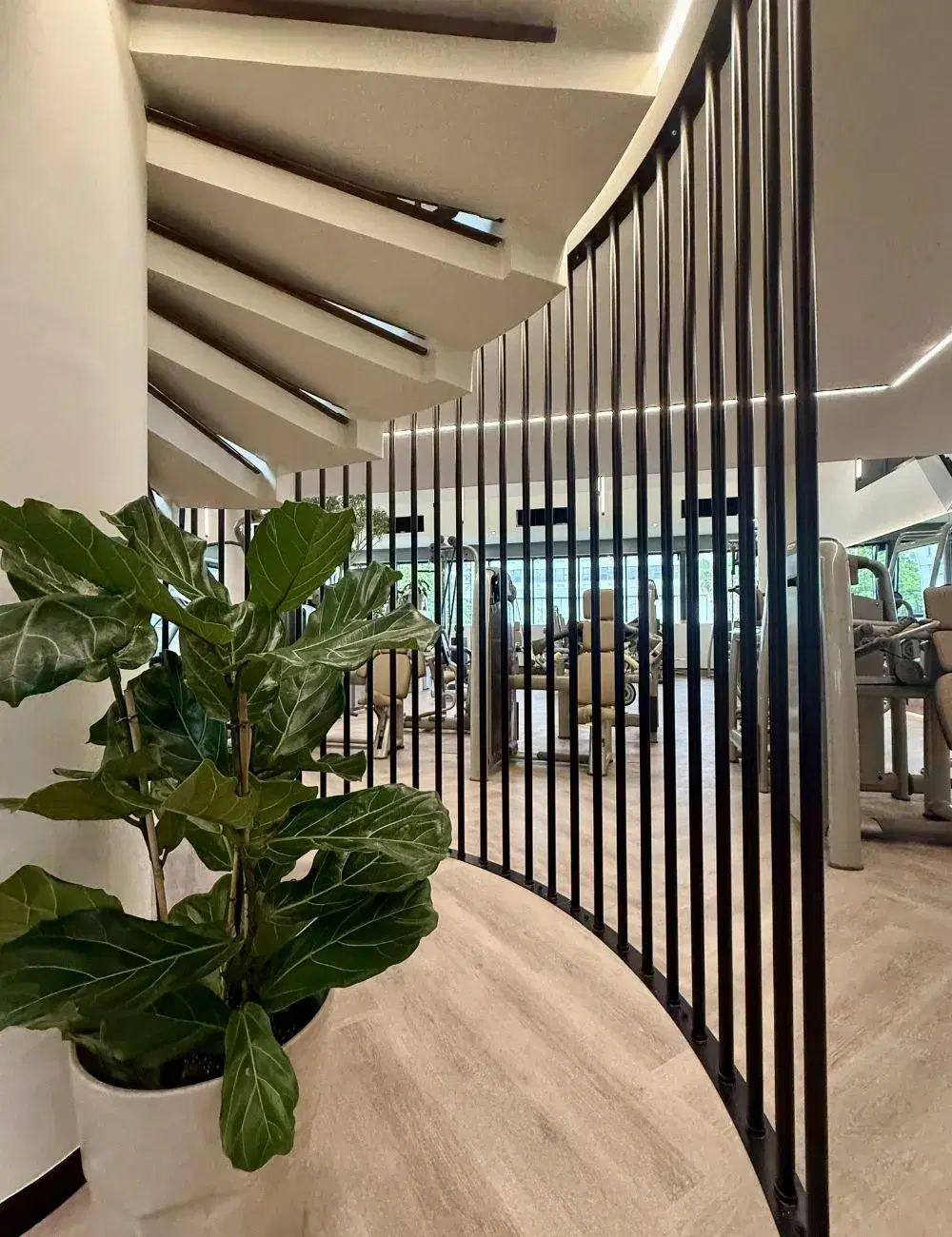 A fiddle-leaf fig beside the curved timber screen at the entrance to the gym.