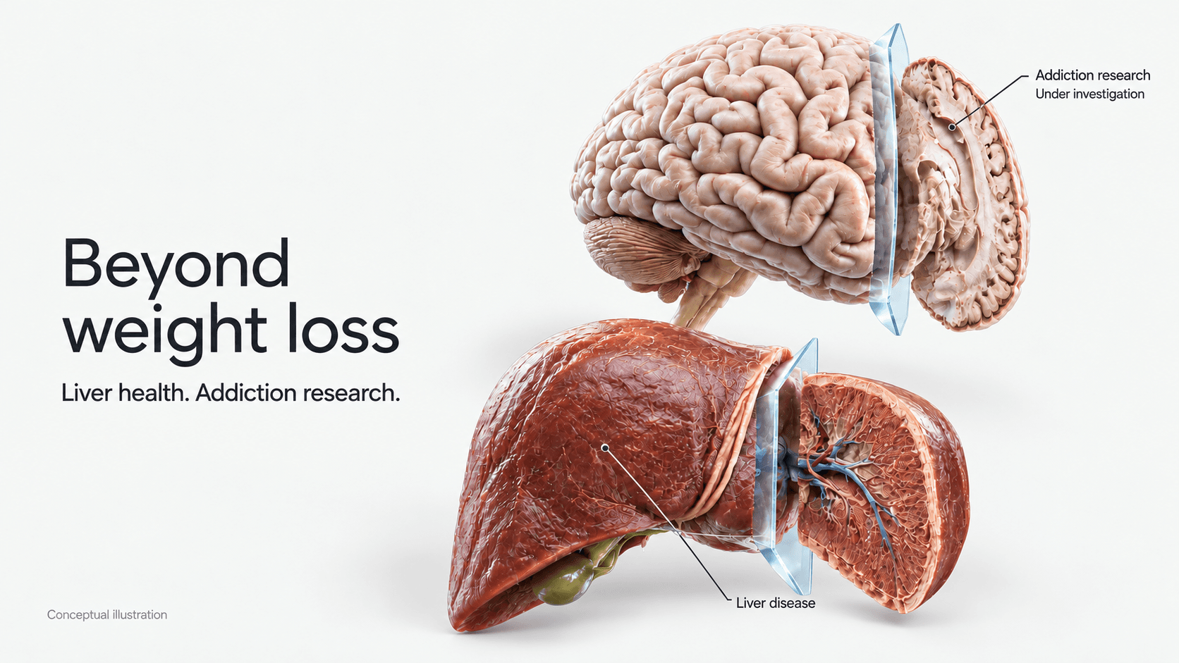 Conceptual liver and brain illustration for GLP-1 research beyond weight loss; addiction research is under investigation.