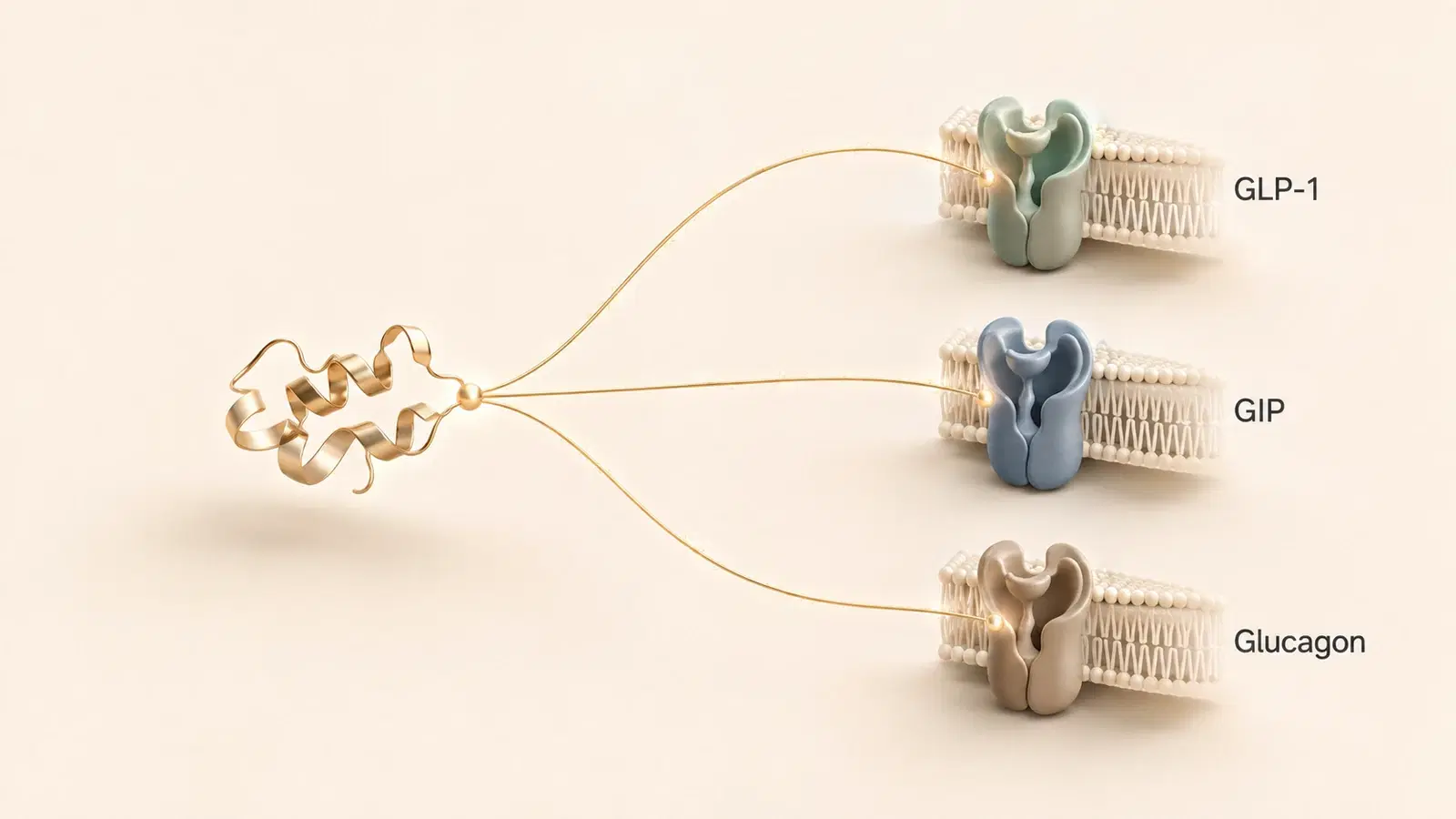 Illustration of the retatrutide peptide as a gold ribbon linking to three receptors labelled GLP-1, GIP and glucagon